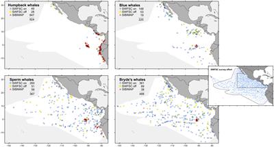 Prediction of Large Whale Distributions: A Comparison of Presence–Absence and Presence-Only Modeling Techniques